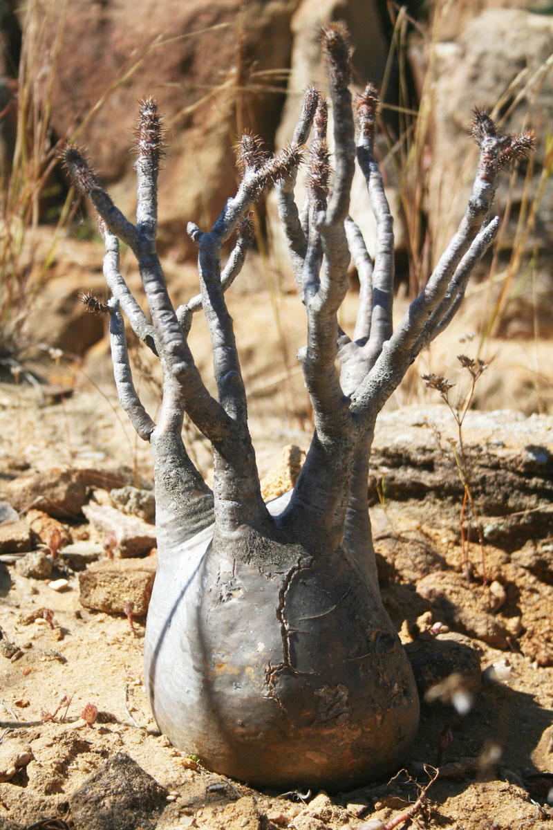 Flore pachypodium